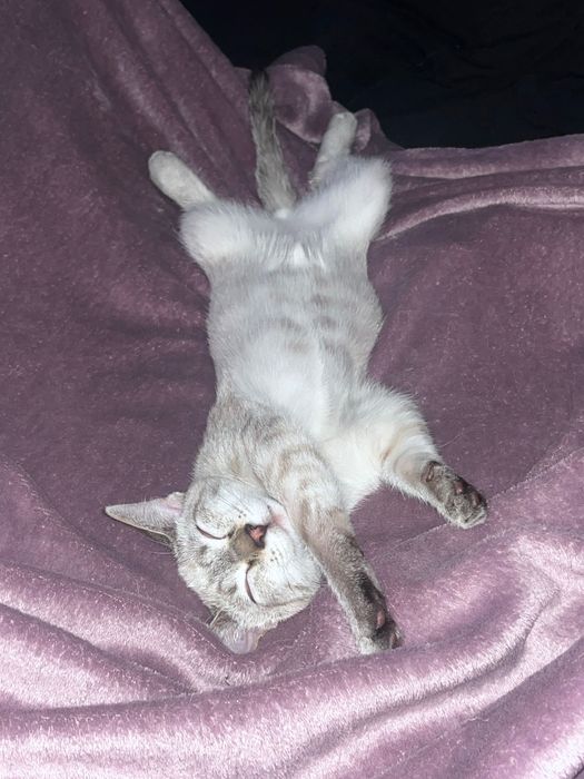 Котенок подросток мальчик