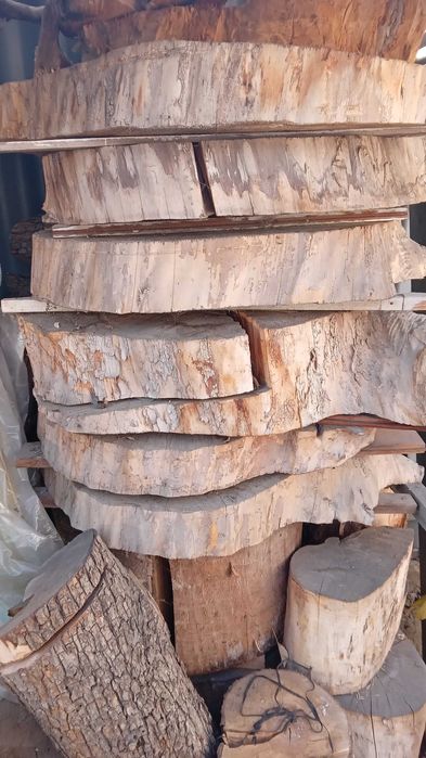 Пеньки, спилы деревьев