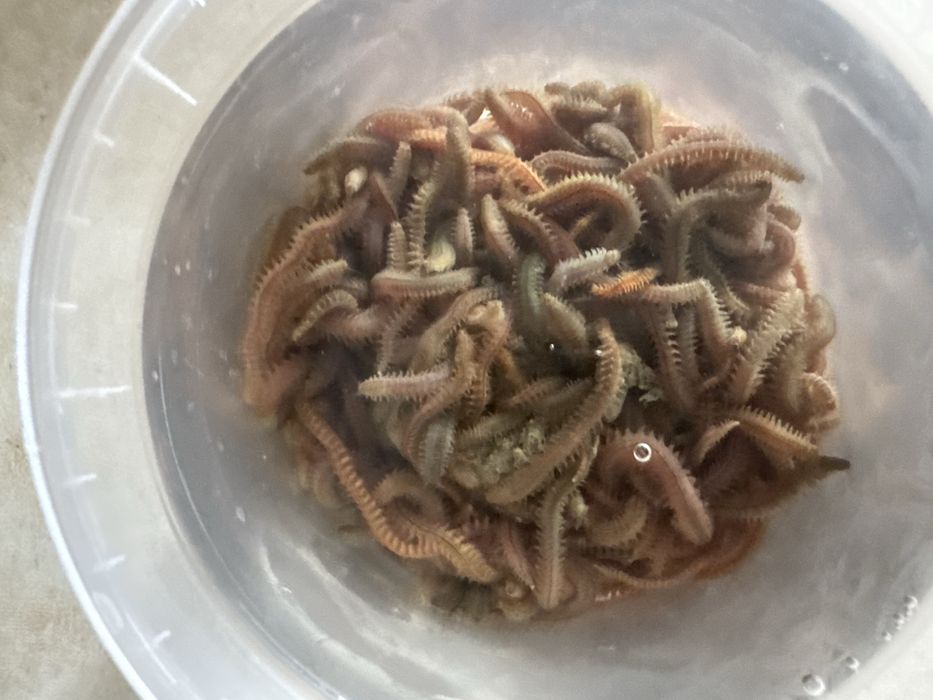 Морские крупные черви