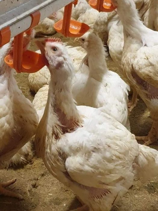 Pui alb de carne ros. 308 si rasa mixta