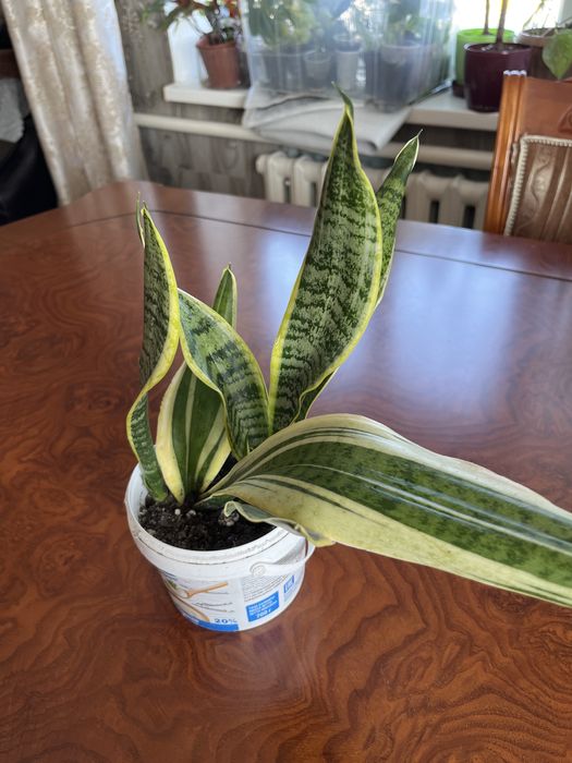 Сансиверии разные Лауренти,