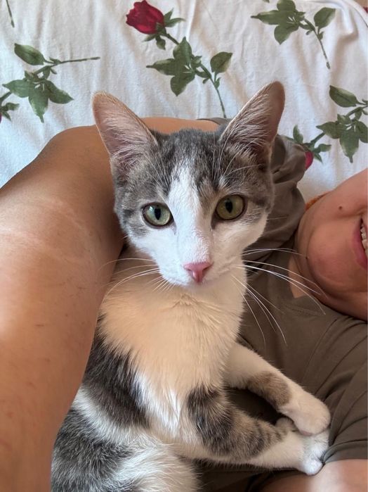 Отдадим кота в заботливые руки