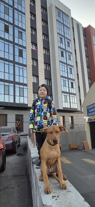 Отдам щенка питбуля только профессионалам