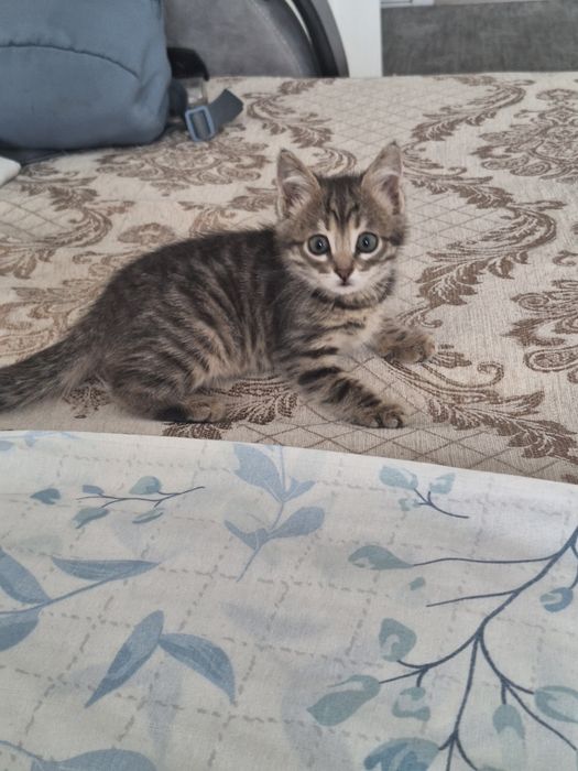 Котенок  короткощерстая
