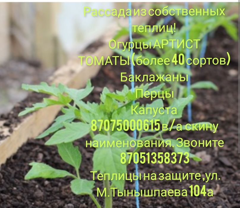 Рассада из собственных теплиц