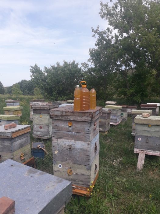 Продам мед, мёд, медок!