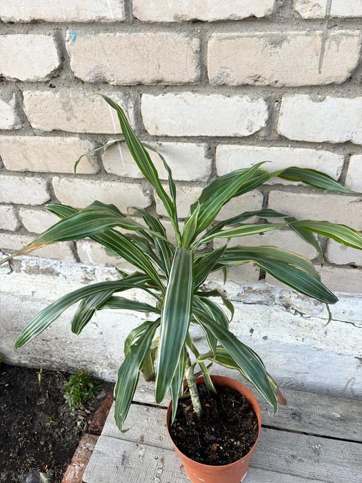 Продам комнатные цветы