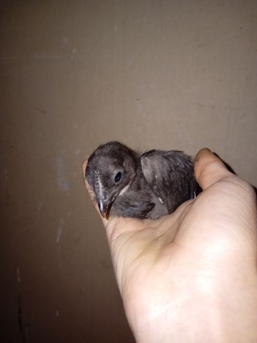 Uxayul tovuq tuxmlari sotlad