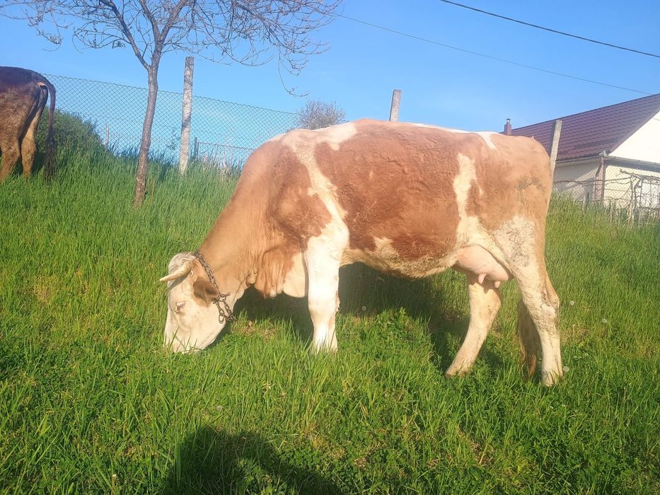 2 vaci baltate de 4 ani si una bruna de Maramures de 3 ani