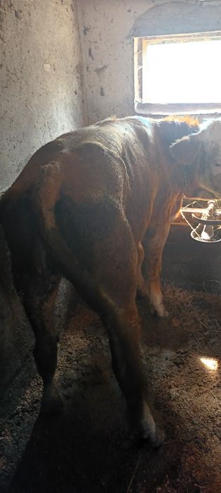 Juninci de vanzare
