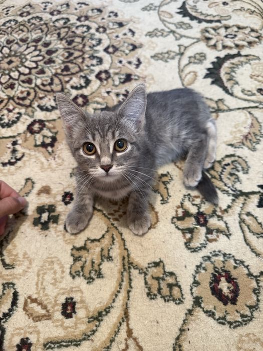 Котенок Касиапия с документами! Чипирована