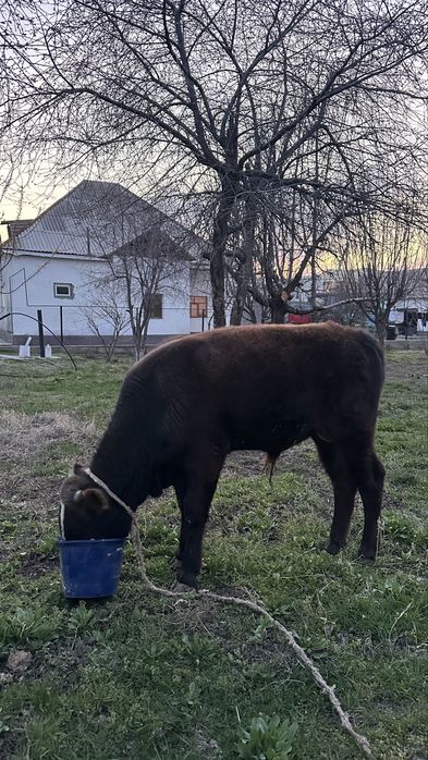 Бұқа бұзау сатылады