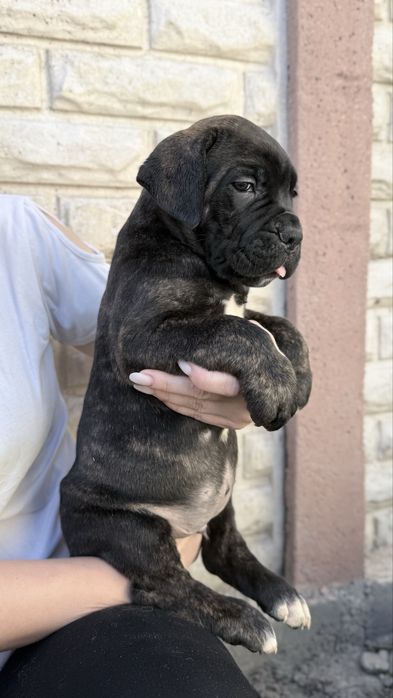 Italian Cane Corso
