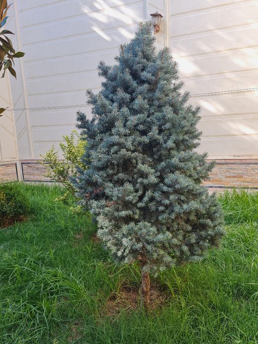 Итальянская штампованная ель.