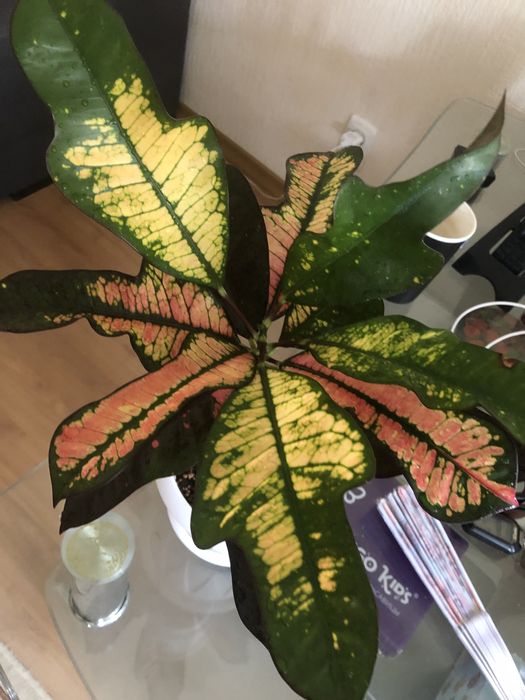 Продам кротон Вилма