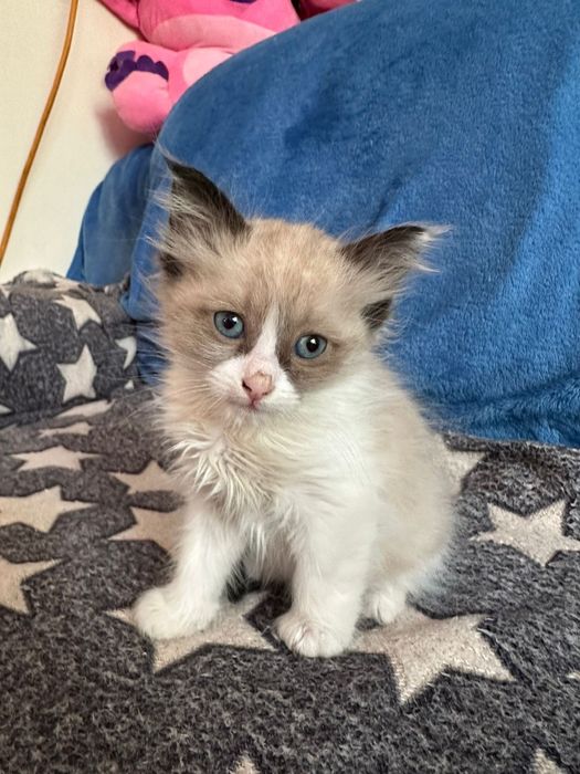 Котят в добрые руки