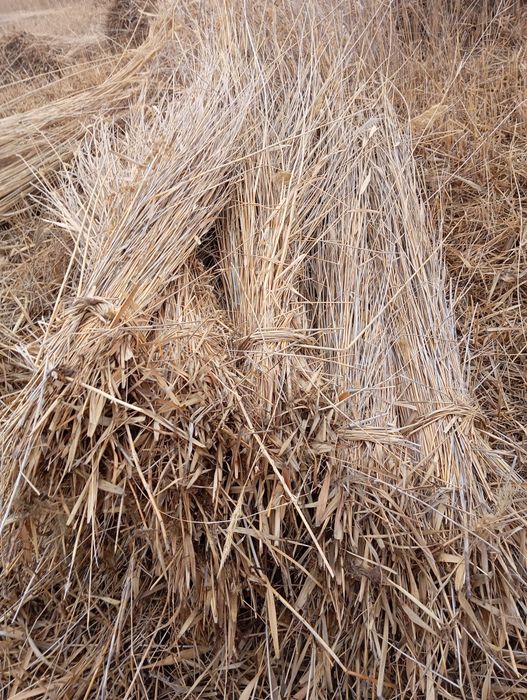 Камиш култаси 3000 сумдан