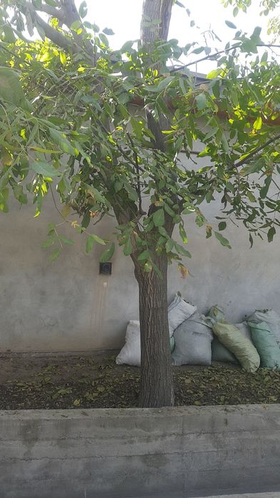 Дарахт Ёнгок 40 йиллик