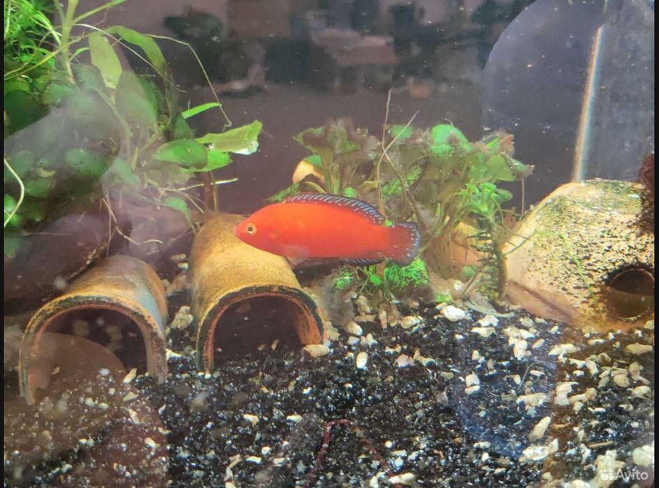 Цихиды Африки.Pelmatochromis excul