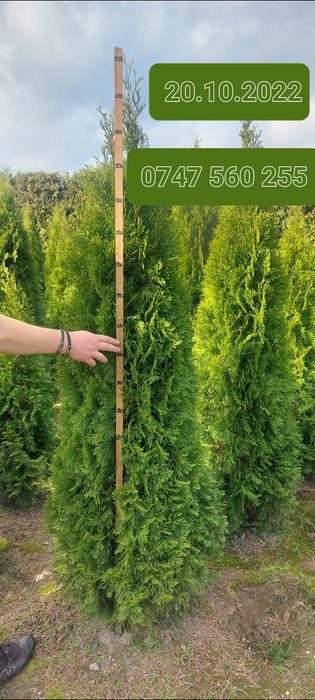 Tuia smarald dacă doriți la Salcea găsiți poze reale