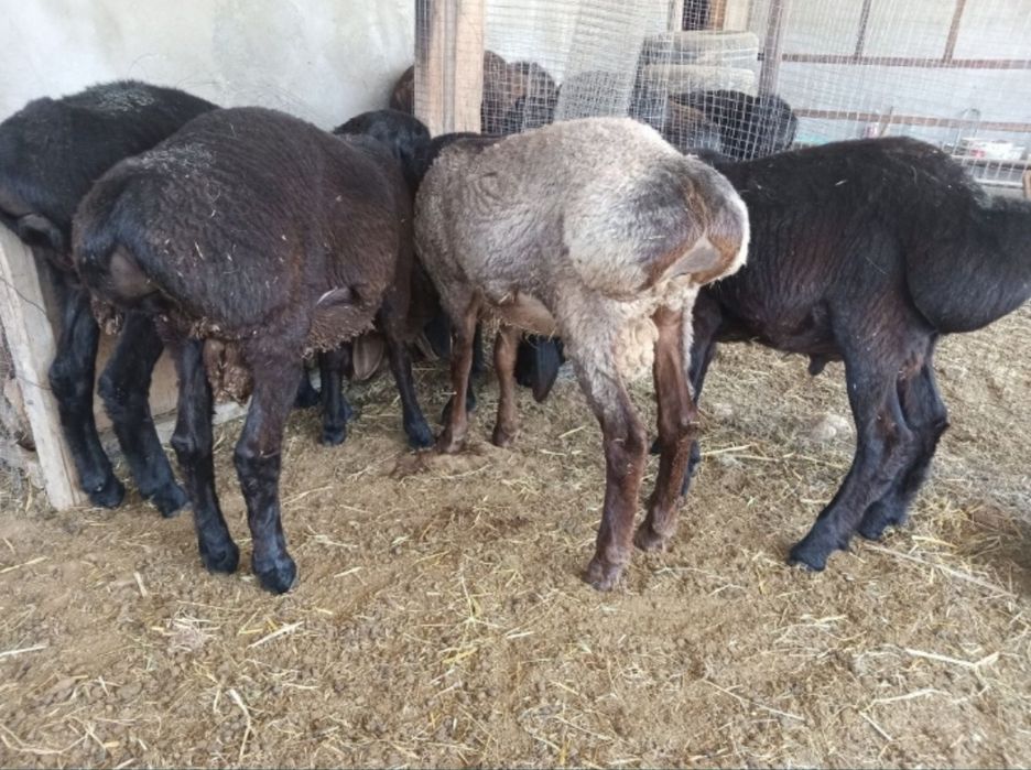 Май семиз койлар токтылар тусактар