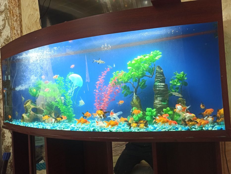 Akvarin 500 litrli sotiladi baliĝlari bn