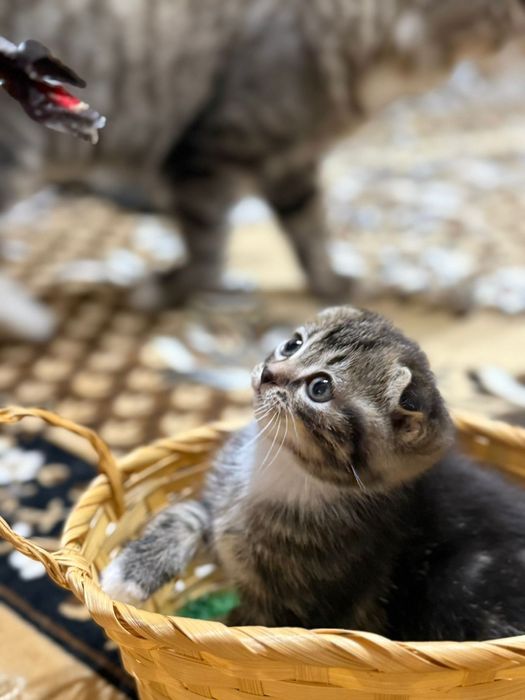 Продаю котят две девочки