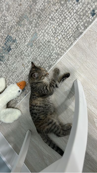 Кошка ищет новый дом!