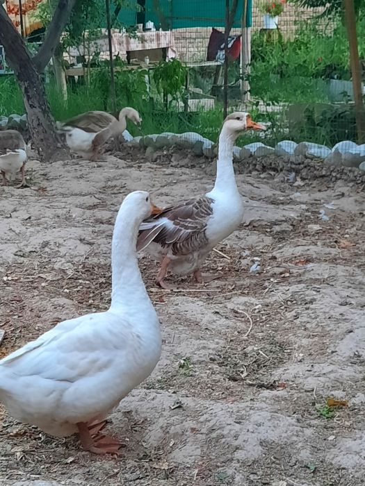 G'ozlar sotiladi