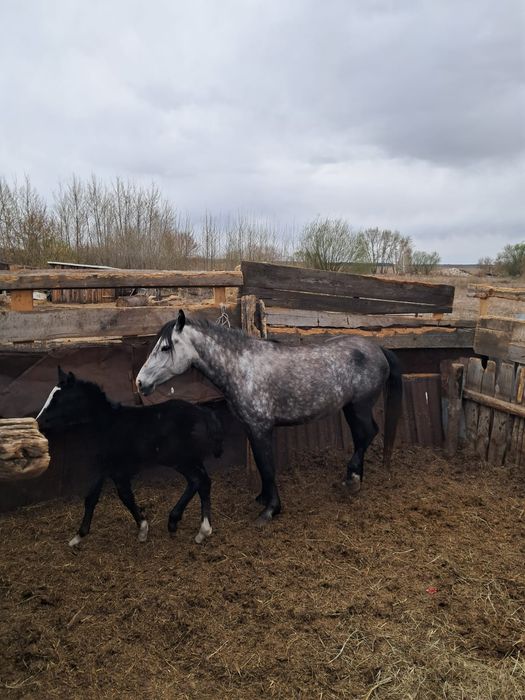 Продам лошадь с жерибенком