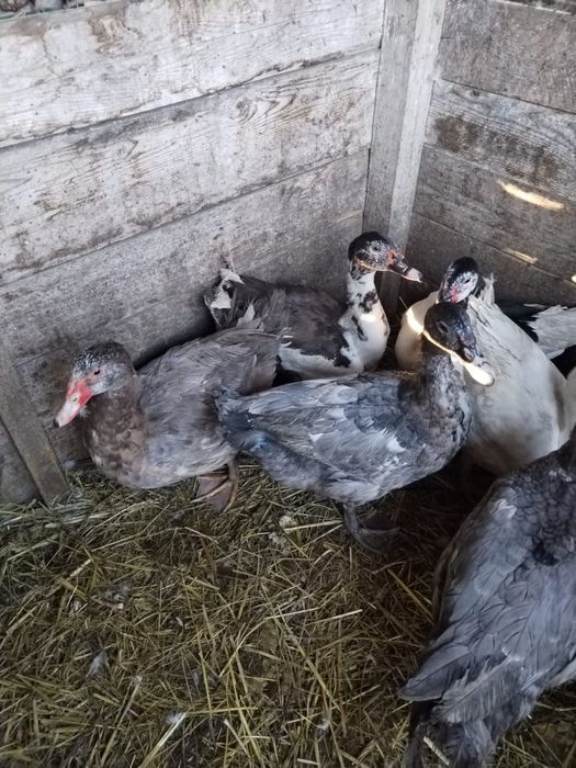 Rațe leșești ( mute)