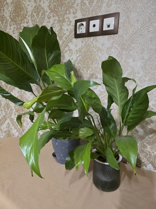 Женское счастье цветы комнатные