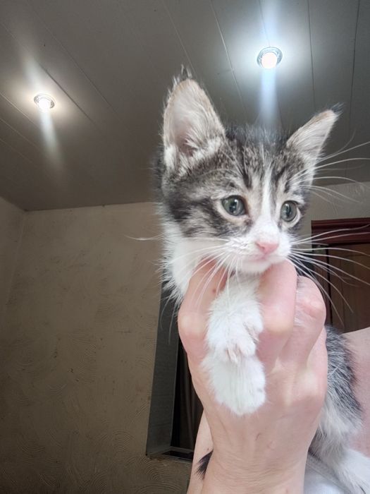 Котята срочно в хорошие руки. Мальчик и девочка.. Лоток знают. Здоровы