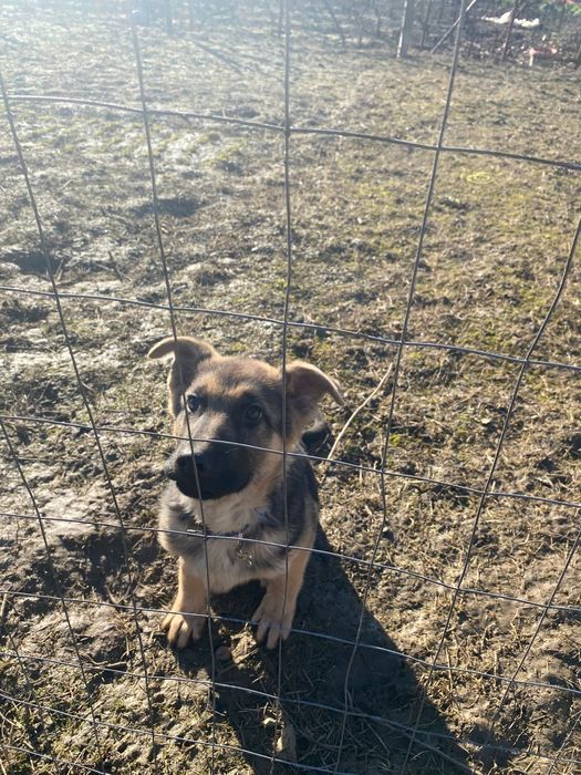 Vand caine ciobanesc german de 4 luni si jumatate