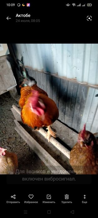 Продам курей и петуха
