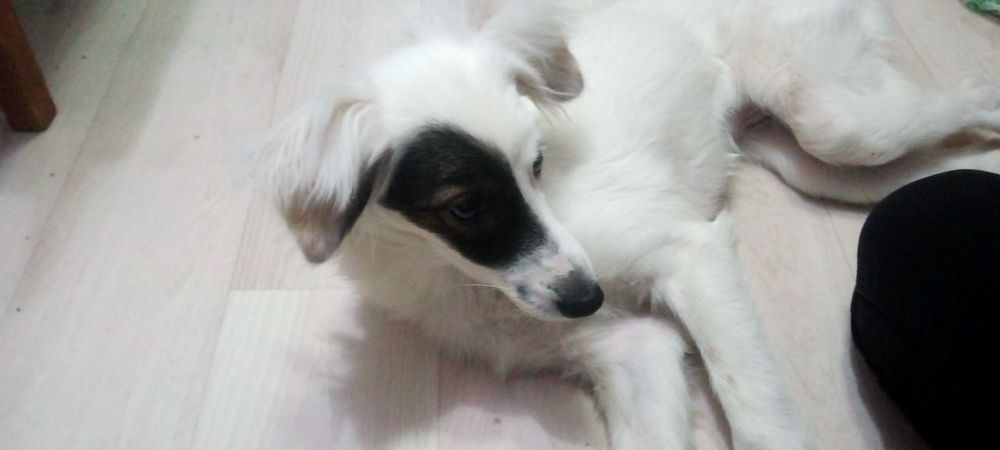 Собачка в добрые руки