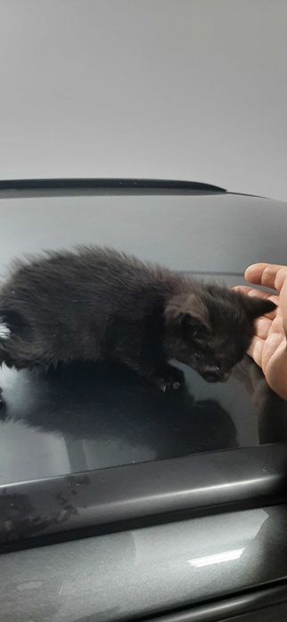 Подарявам дългокосместо малко коте