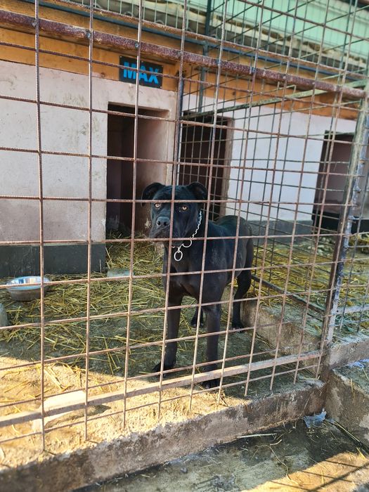 Cățelușe canecorso