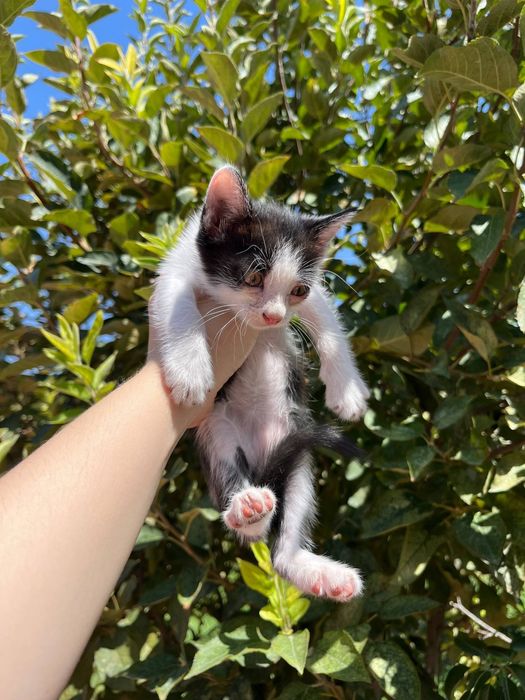 Маленькие котята