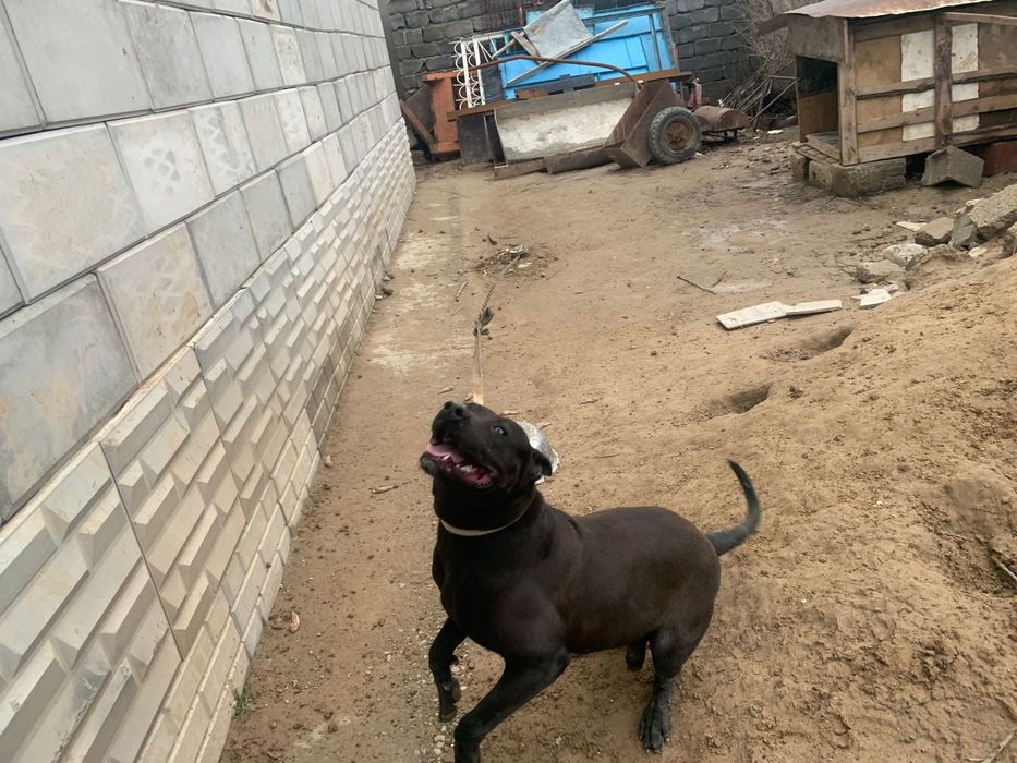 Пидпул собака сатылады