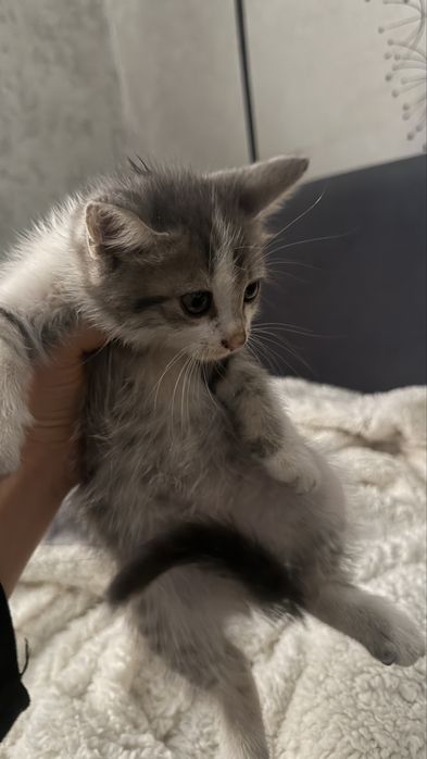 Отдам котят в добрые руки