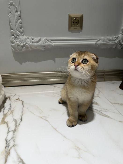 zolotaya shinshilla toza qon