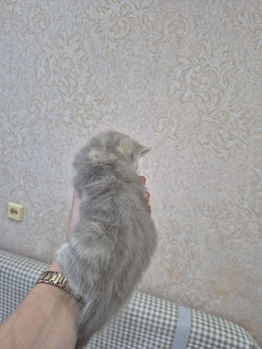 Продам котят бритацы