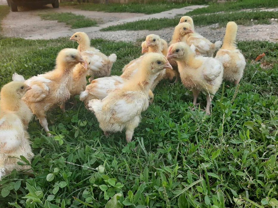 Продавам пилета бройлери