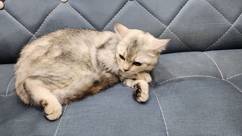 Британская шиншилла