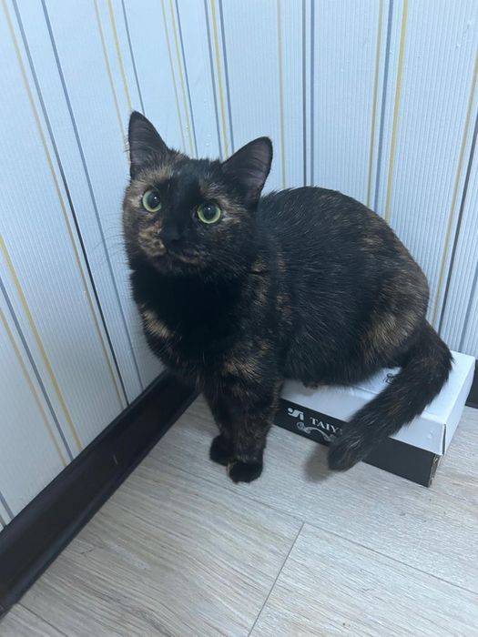 Пропала кошка!!!