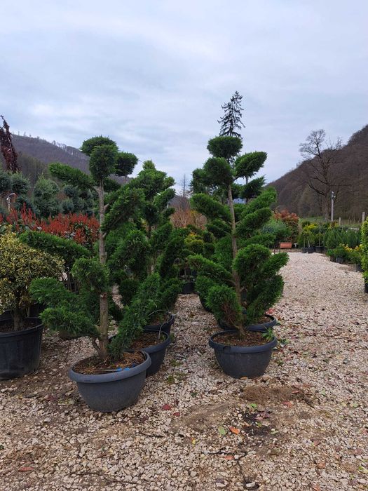 Bonsai, pon pon, magnolie, Tuia smarald, leylandi