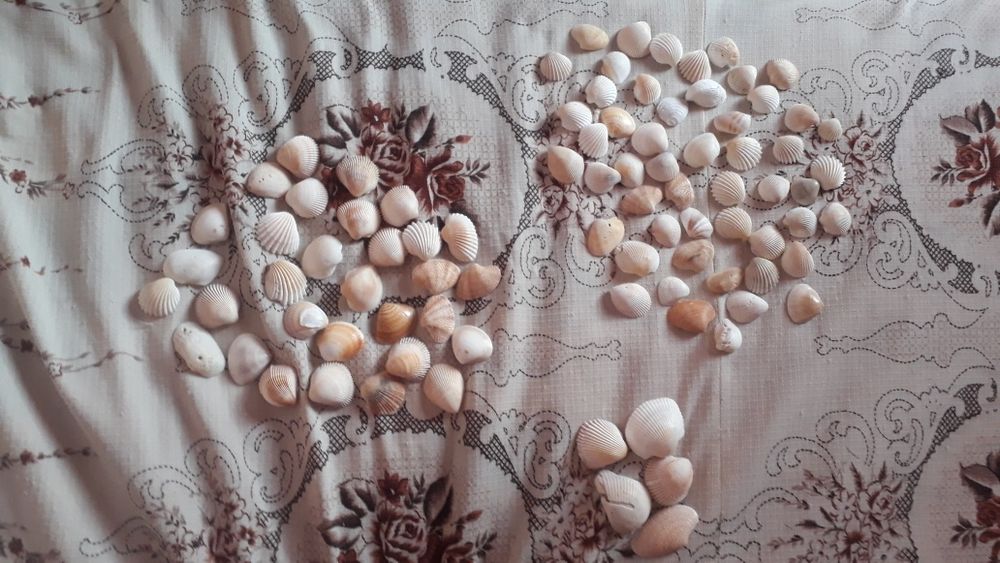 Морские раковины