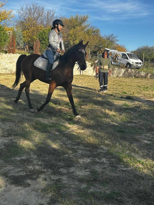 Чистокръвна Арабска кобила