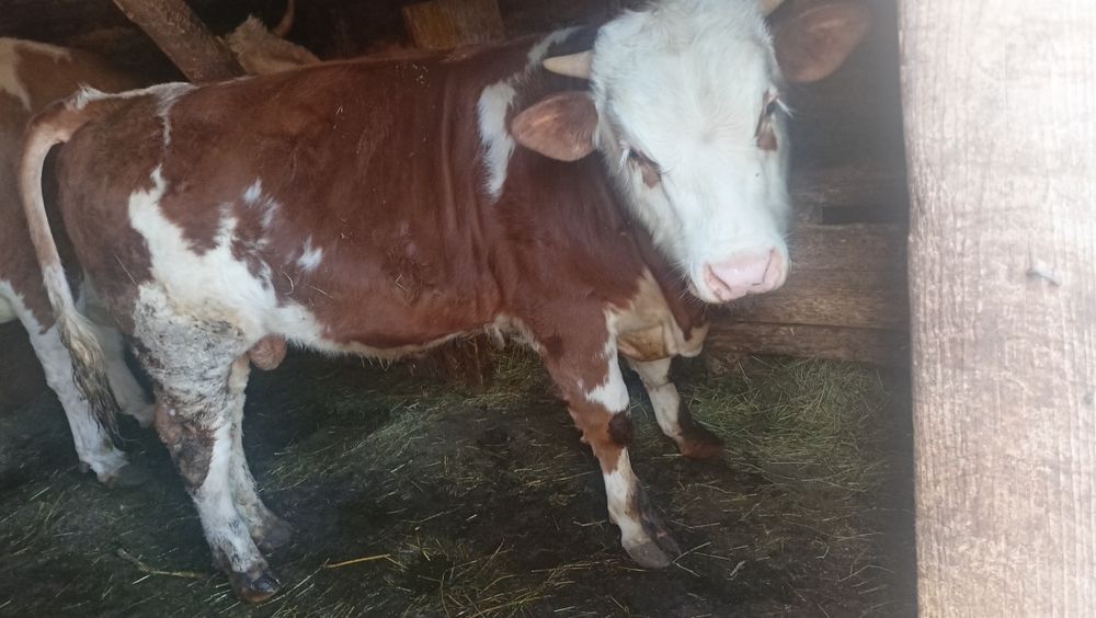 Vand vițel de 7 luni